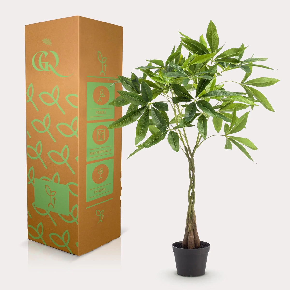 kunst Pachira Aquatica (Geldboom) Everspring