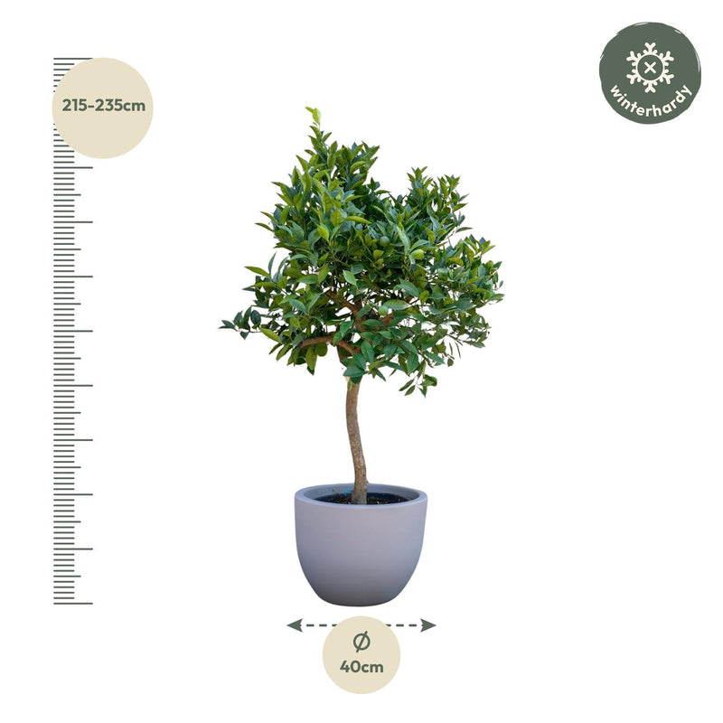 Sinaasappelboom 200 cm