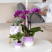 Kolibri Orchids Paarse Phalaenopsis Morelia