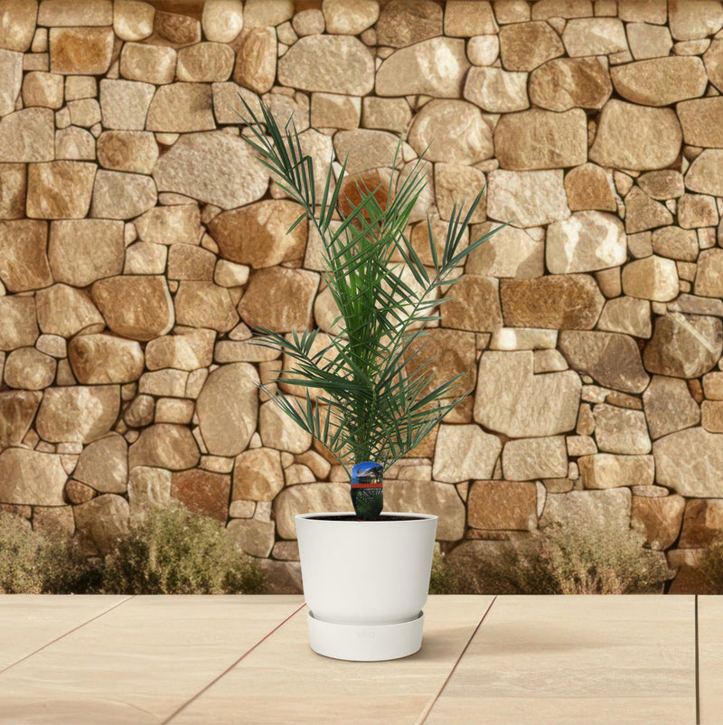 Phoenix Canariensis