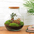 Teddy bonsai Terrarium