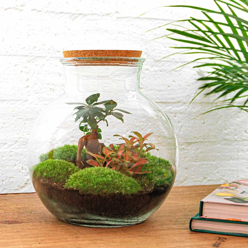 Teddy bonsai Terrarium
