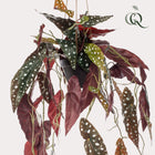 Begonia Maculata Kunstplant (Stippenbegonia) Everspring