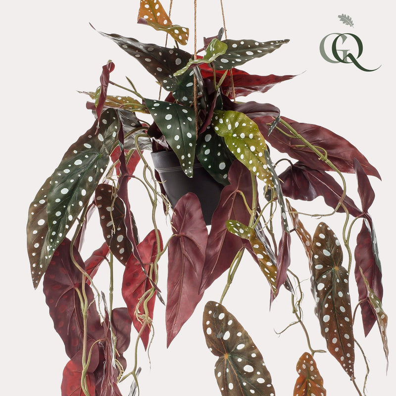 Begonia Maculata Kunstplant (Stippenbegonia)