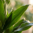 Dracaena Janet Lindt (Inclusief Potter Grijs)