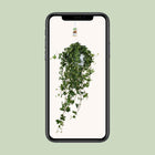 Hedera Helix ‘Pitsburg’ – Hang / XXL