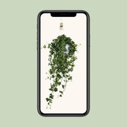 Hedera Helix ‘Pitsburg’ – Hang / XXL Everspring