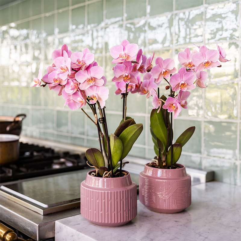 Surprise Box Eenkleurig – 2x Orchidee
