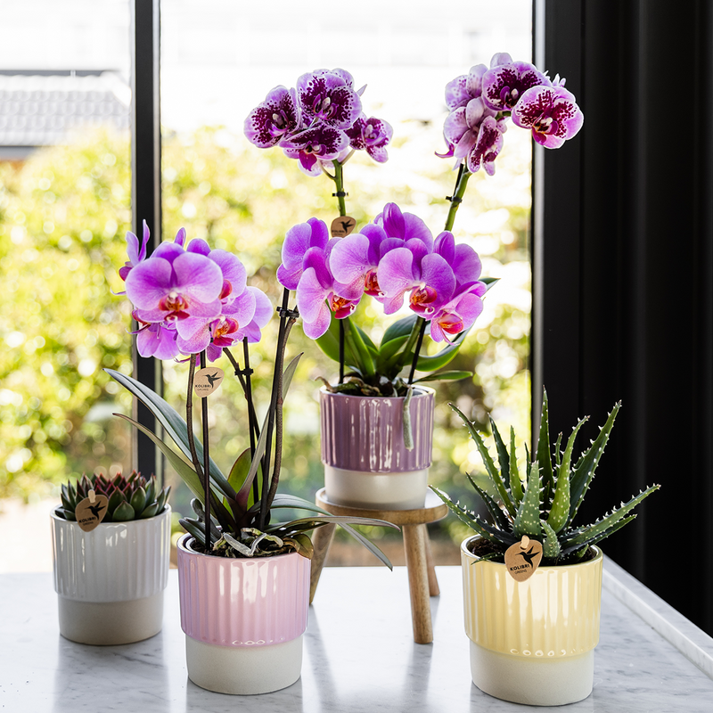 Kolibri Orchids Frederikstad – Paars roze Phalaenopsis