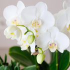 Kolibri Company – Gift set Luxury Living met witte Phalaenopsis en succulenten