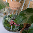 Sam XL Bonsai Terrarium