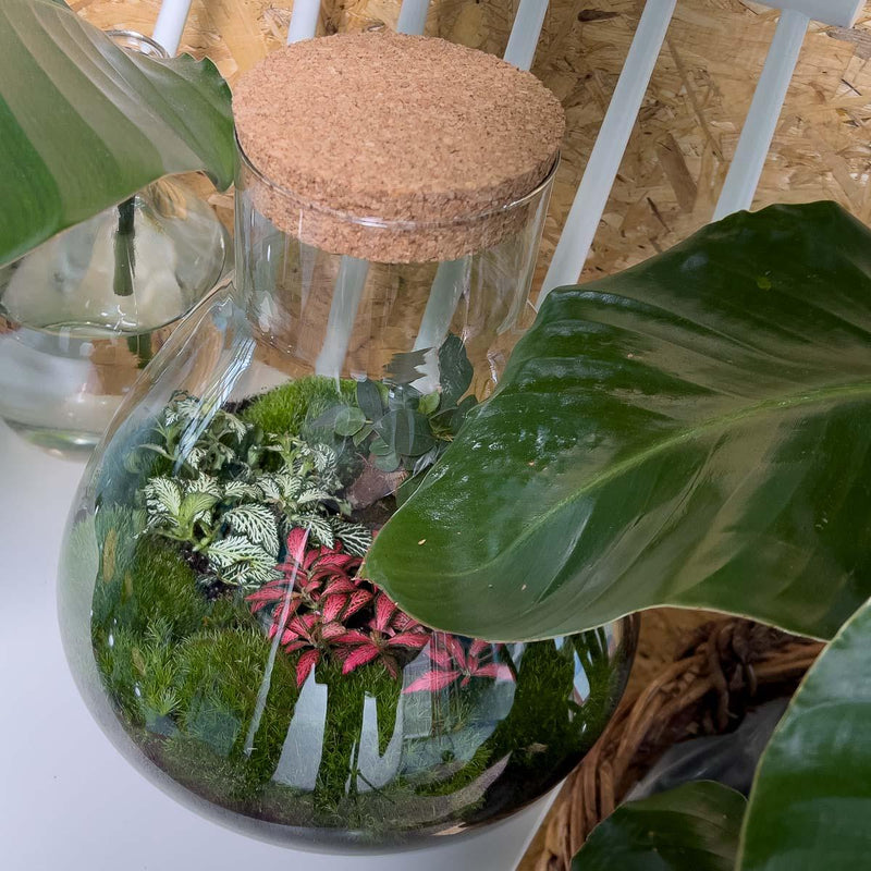 Sam XL Bonsai Terrarium