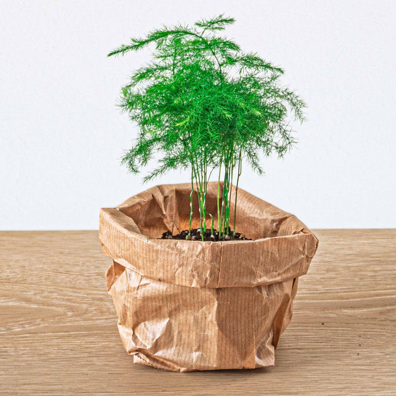 Asparagus Setaceuse Plumosus Terrarium