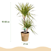 Dracaena Sunray (Drakenbloedboom) – Inclusief Mand Everspring