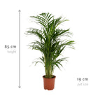Areca palm - Ø19cm - ↕85cm Everspring
