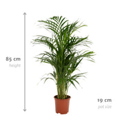Areca palm - Ø19cm - ↕85cm Everspring
