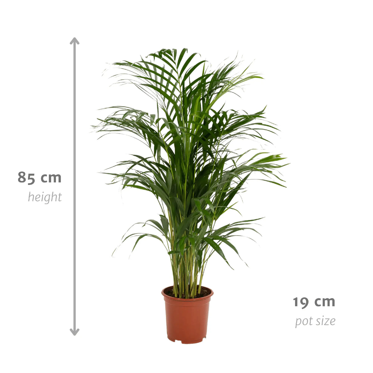 Areca palm - Ø19cm - ↕85cm Everspring