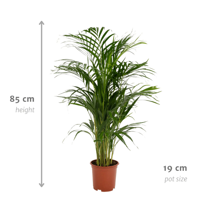 Areca palm - Ø19cm - ↕85cm Everspring