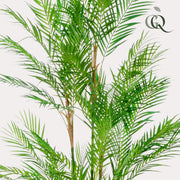 Chamaedorea Elegans Kunstplant (Bergpalm)
