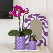 Kolibri Orchids Paarse Phalaenopsis Morelia