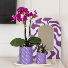 Kolibri Orchids Paarse Phalaenopsis Morelia