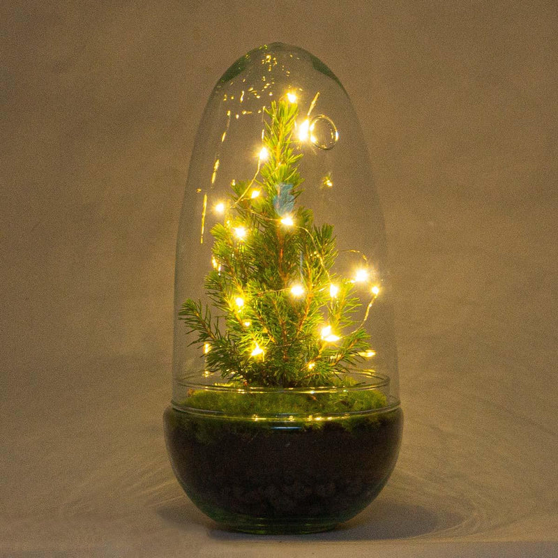 DIY terrarium - Egg Christmas