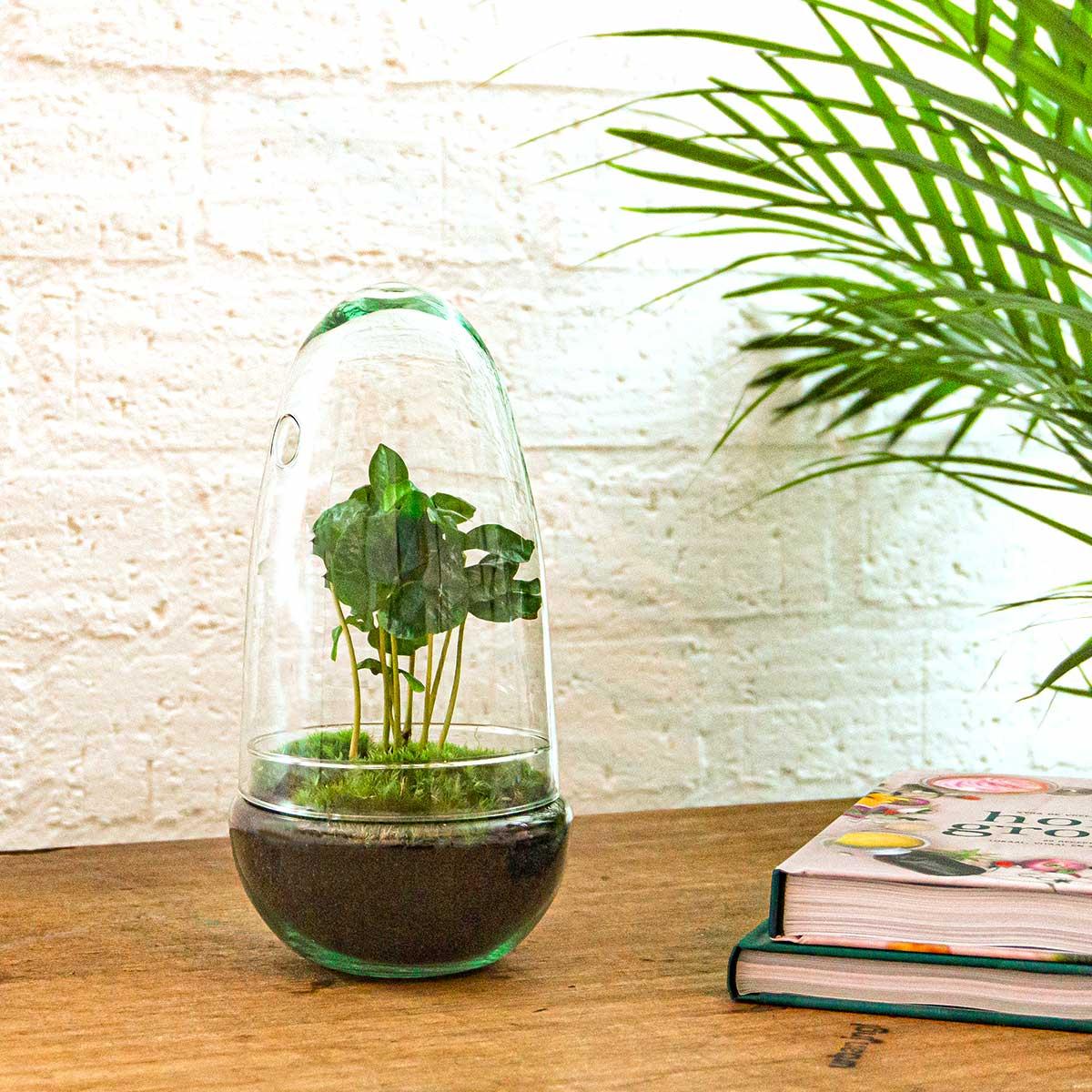 Egg Coffea Arabica Terrarium
