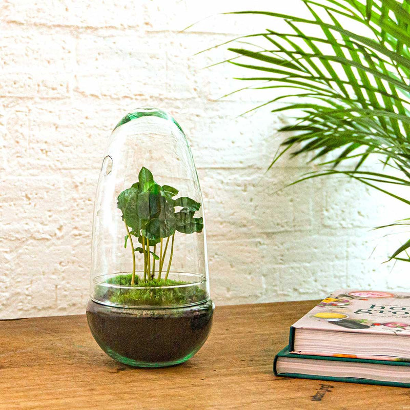Egg Coffea Arabica Terrarium