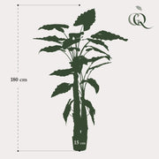 Alocasia kunstplant (Olifantsoor) Everspring