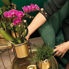 2× Phalaenopsis Morelia paars