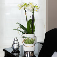 Kolibri Orchids – Witte Phalaenopsis Amabilis in Le Chic zilver
