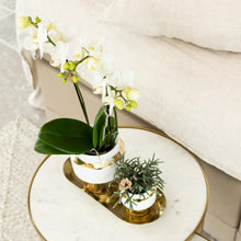 Kolibri Orchids Phalaenopsis Amabilis in Le Chic Goud