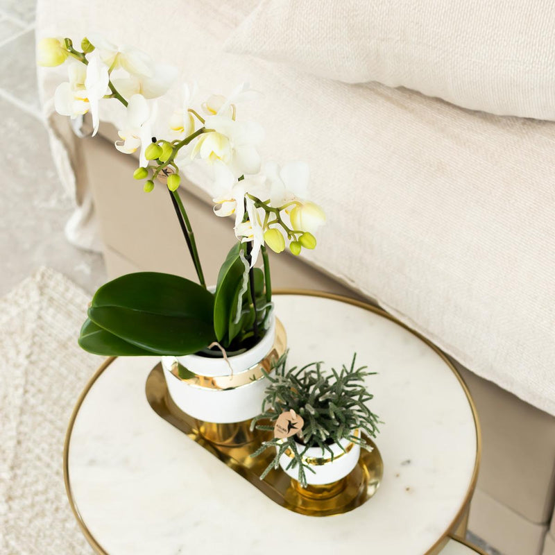 Kolibri Orchids Phalaenopsis Amabilis in Le Chic Goud