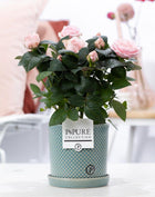 Rosa Light Pink in P&PURE Lauren Ceramics