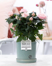 Rosa Light Pink in P&PURE Lauren Ceramics