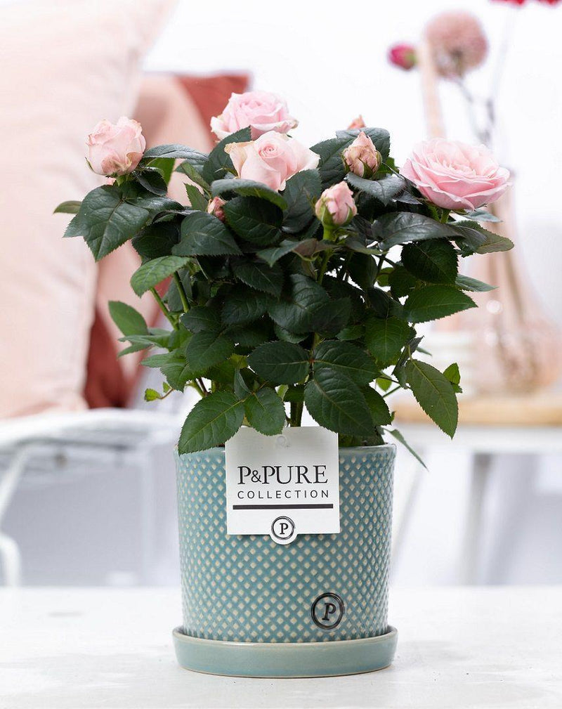 Rosa Light Pink in P&PURE Lauren Ceramics