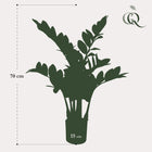 Zamioculcas Kunstplant (ZZ Plant)