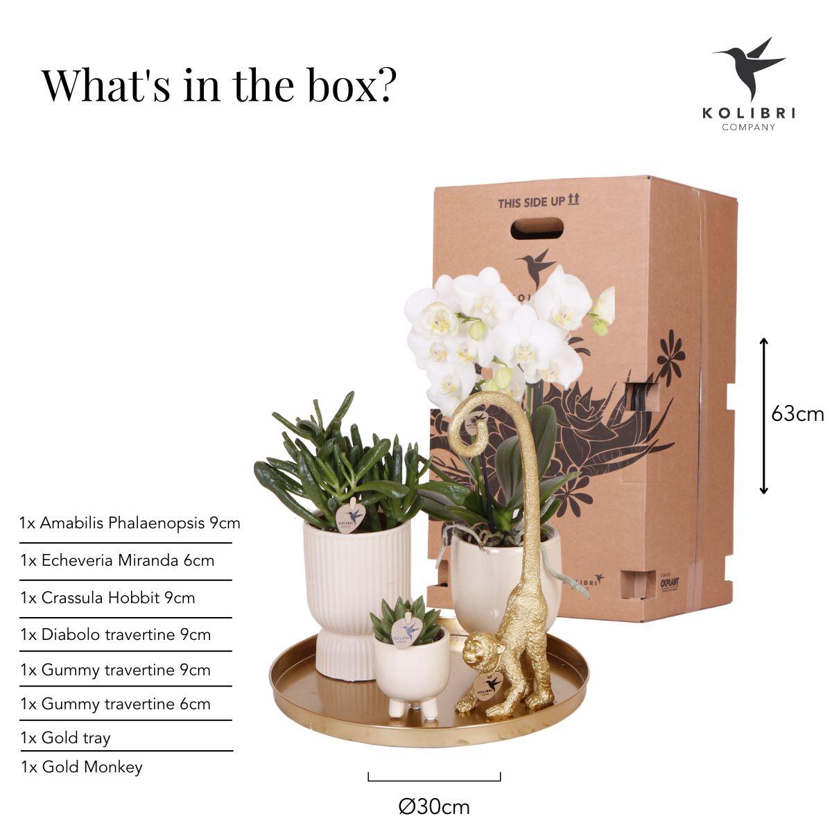 Kolibri Company – Gift set Luxury Living met witte Phalaenopsis en succulenten