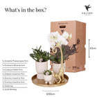 Kolibri Company – Gift set Luxury Living met witte Phalaenopsis en succulenten