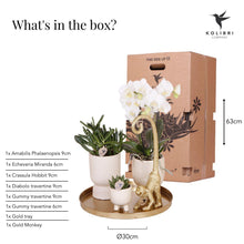 Kolibri Company – Gift set Luxury Living met witte Phalaenopsis en succulenten