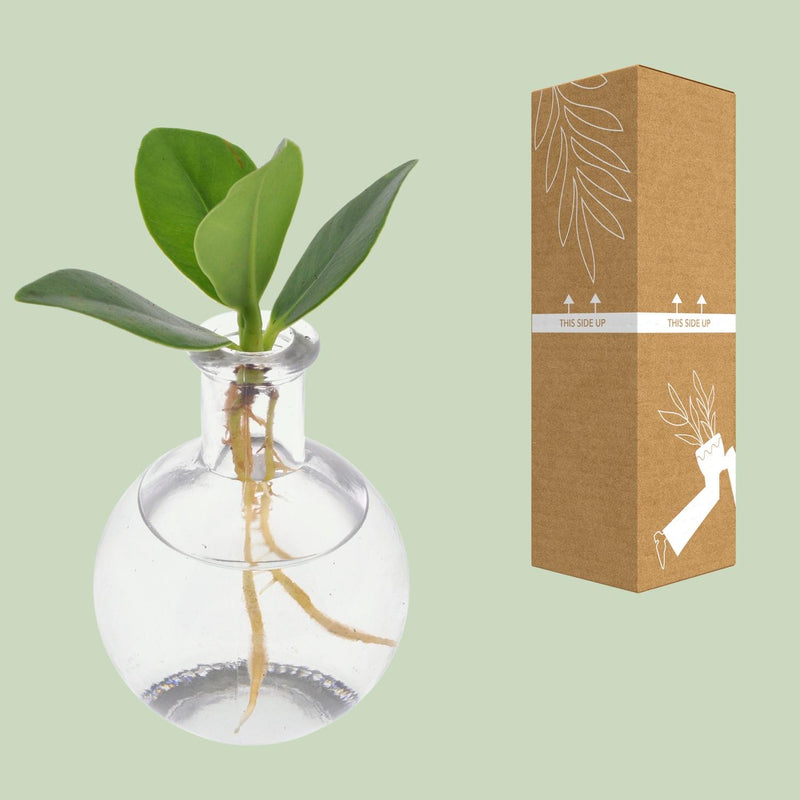 Clusia in Samoa Glas