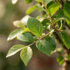 Bonsai Bolvorm Boom – 2 Stuks Everspring