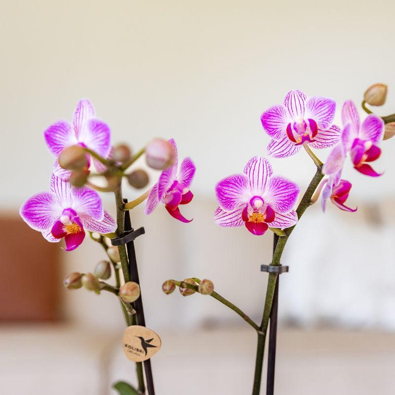 Roze Phalaenopsis Switzerland