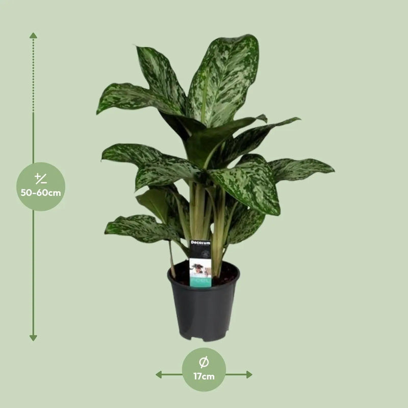 Aglaonema Greenlight (Decorum) Everspring