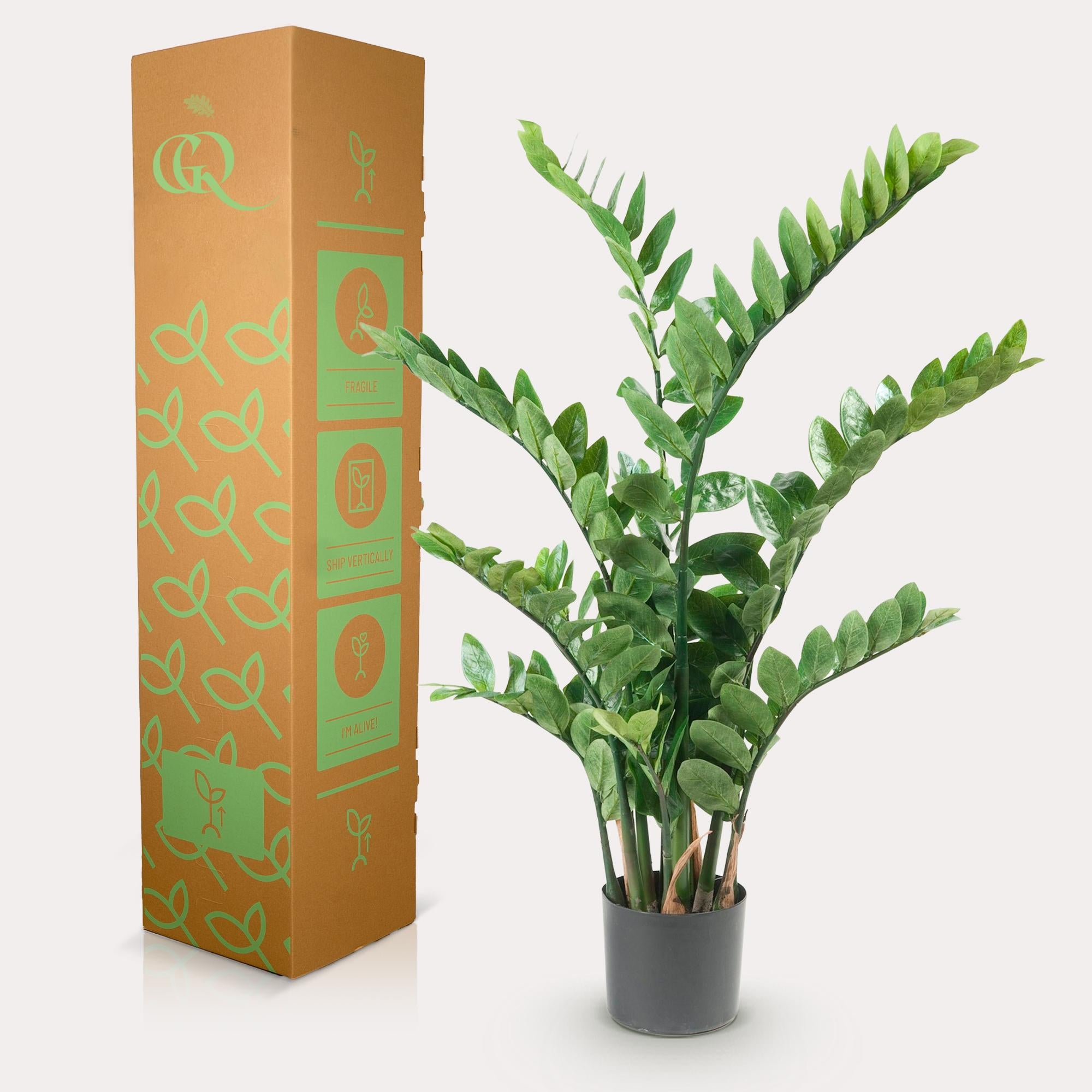 Zamioculcas Kunstplant (Kamerpalm)