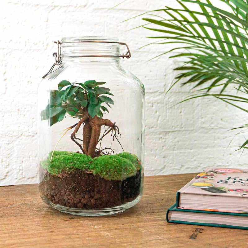 Ficus Ginseng bonsai Terrarium Jar