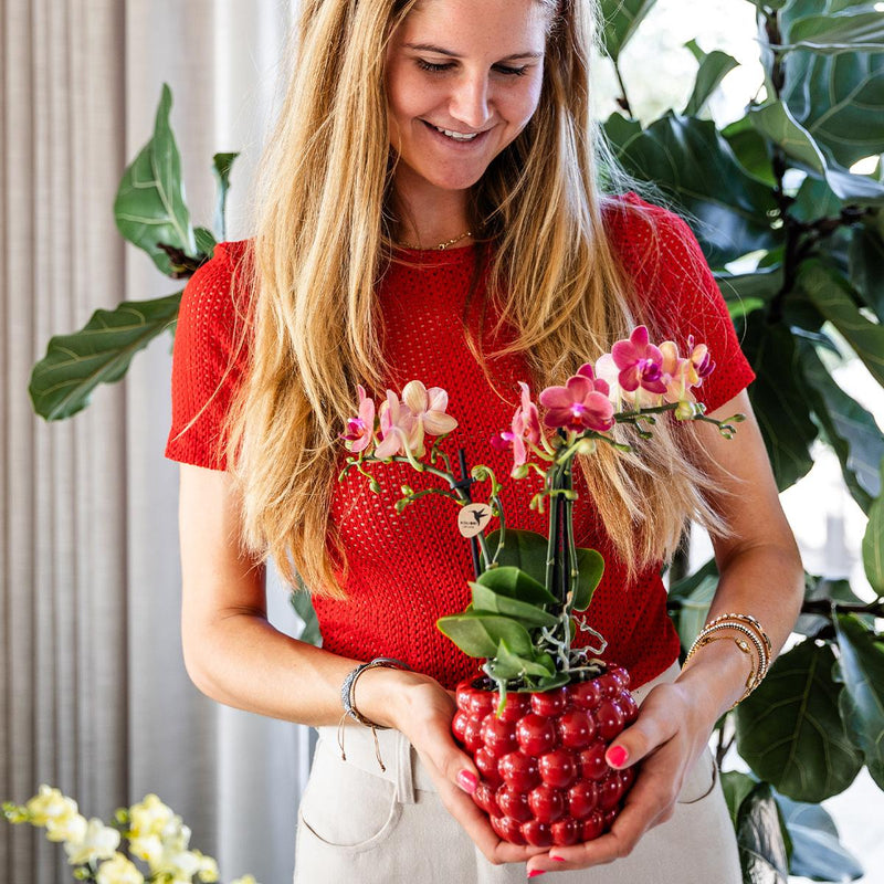 Kolibri Orchids Phalaenopsis Congo Rood
