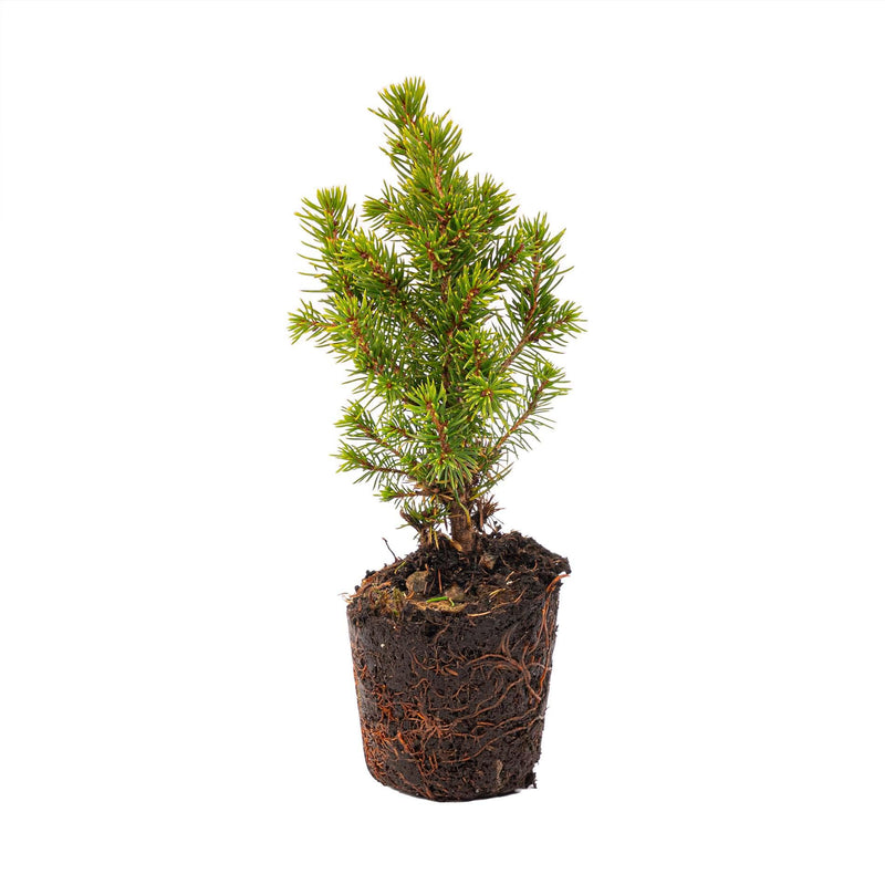 Mini-kerstboom set 6 – Pot Madrid