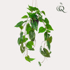 Philodendron Scandens (kunstplant)