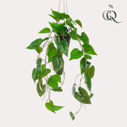 Philodendron Scandens (kunstplant)